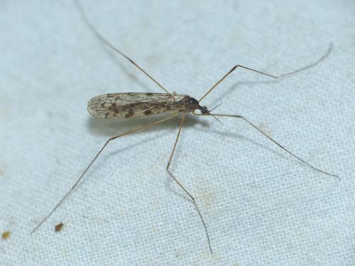 Réf. 205 907 : Rhipidia maculata